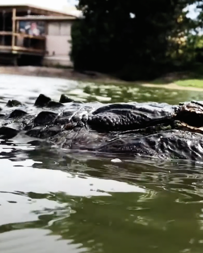 GATORAMA